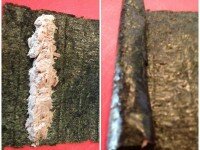 Inside Out Sushi